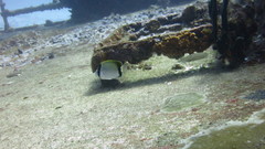 Chaetodon sedentarius