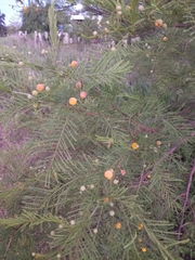 Vachellia aroma