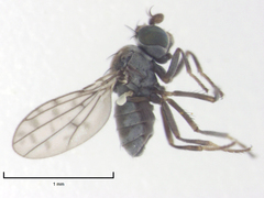 Nostima negramaculata