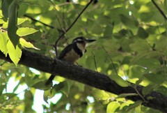 Hypnelus ruficollis