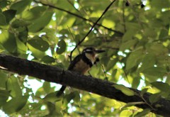 Hypnelus ruficollis