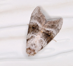 Acatapaustus metallopa