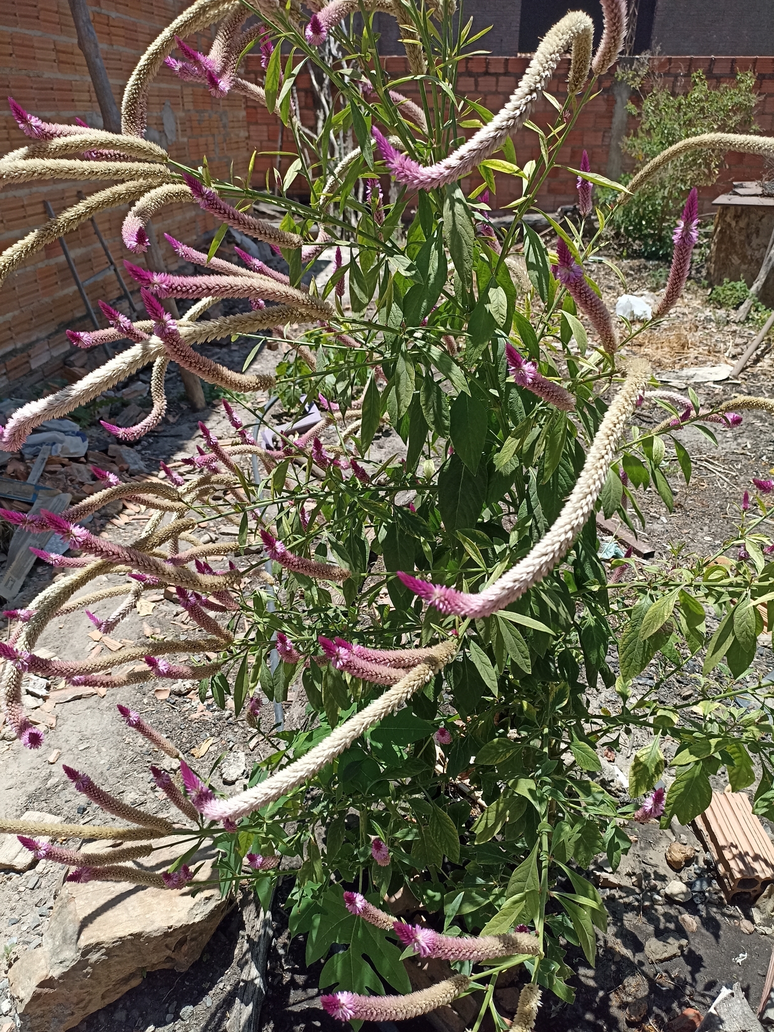 Celosia argentea