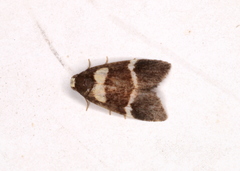 Thallarcha phalarota