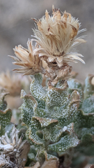 Ericameria cuneata cuneata