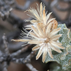 Ericameria cuneata cuneata
