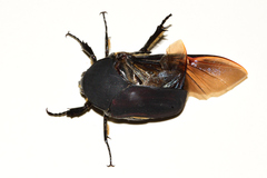 Cotinis mutabilis batesi