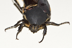 Cotinis mutabilis batesi