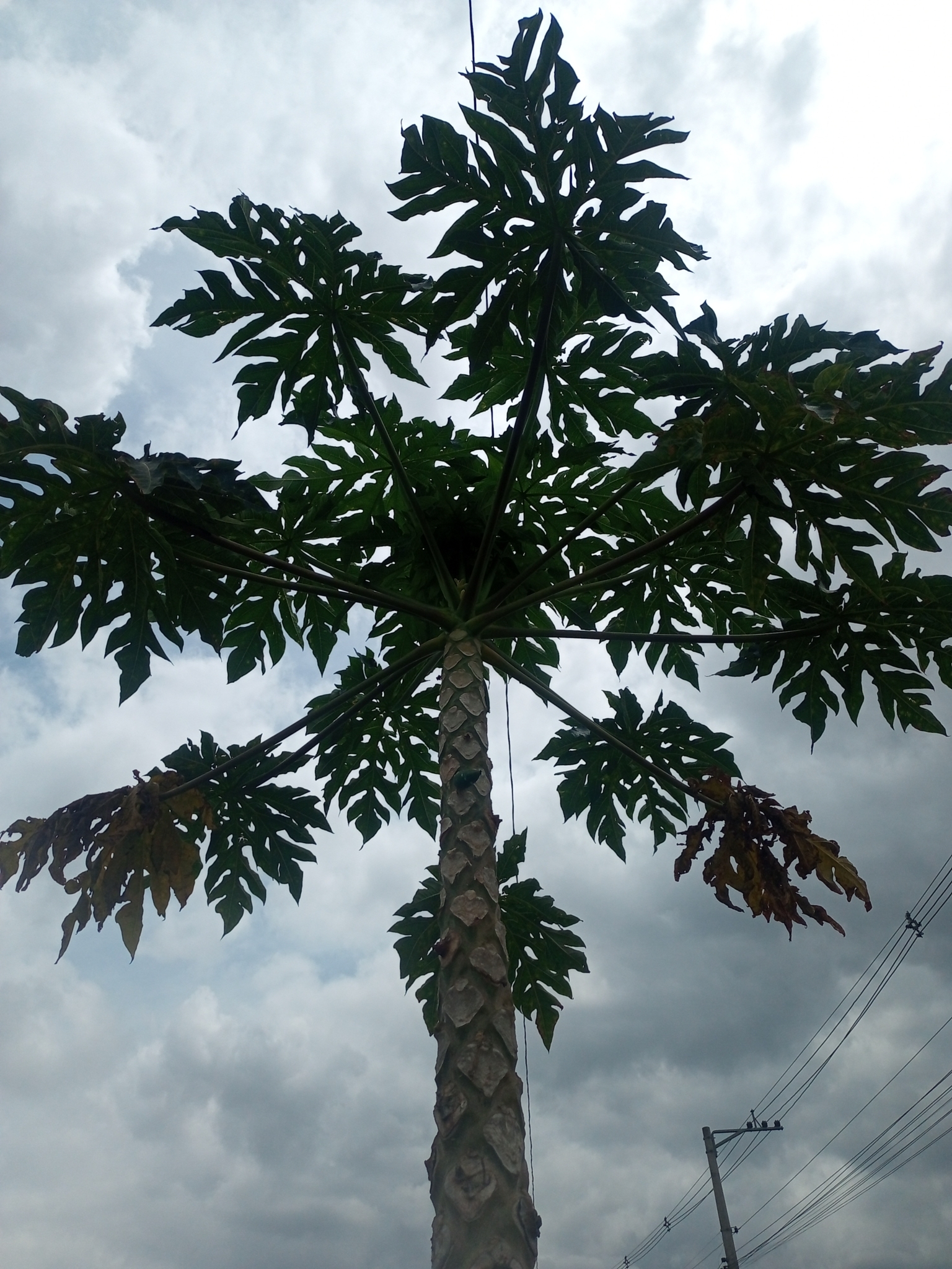 Carica papaya