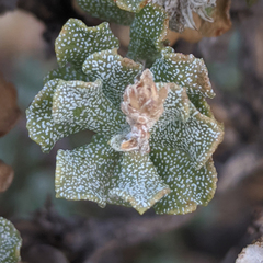 Ericameria cuneata cuneata
