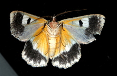 Hypodoxa emiliaria