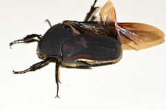 Cotinis mutabilis batesi