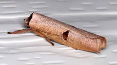 Pilostibes stigmatias