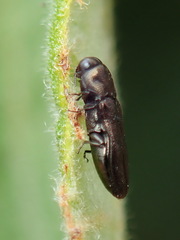 Paragrilus rugatulus