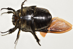 Cotinis mutabilis batesi