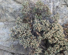 Ericameria cuneata cuneata