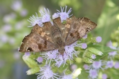 Arteurotia tractipennis