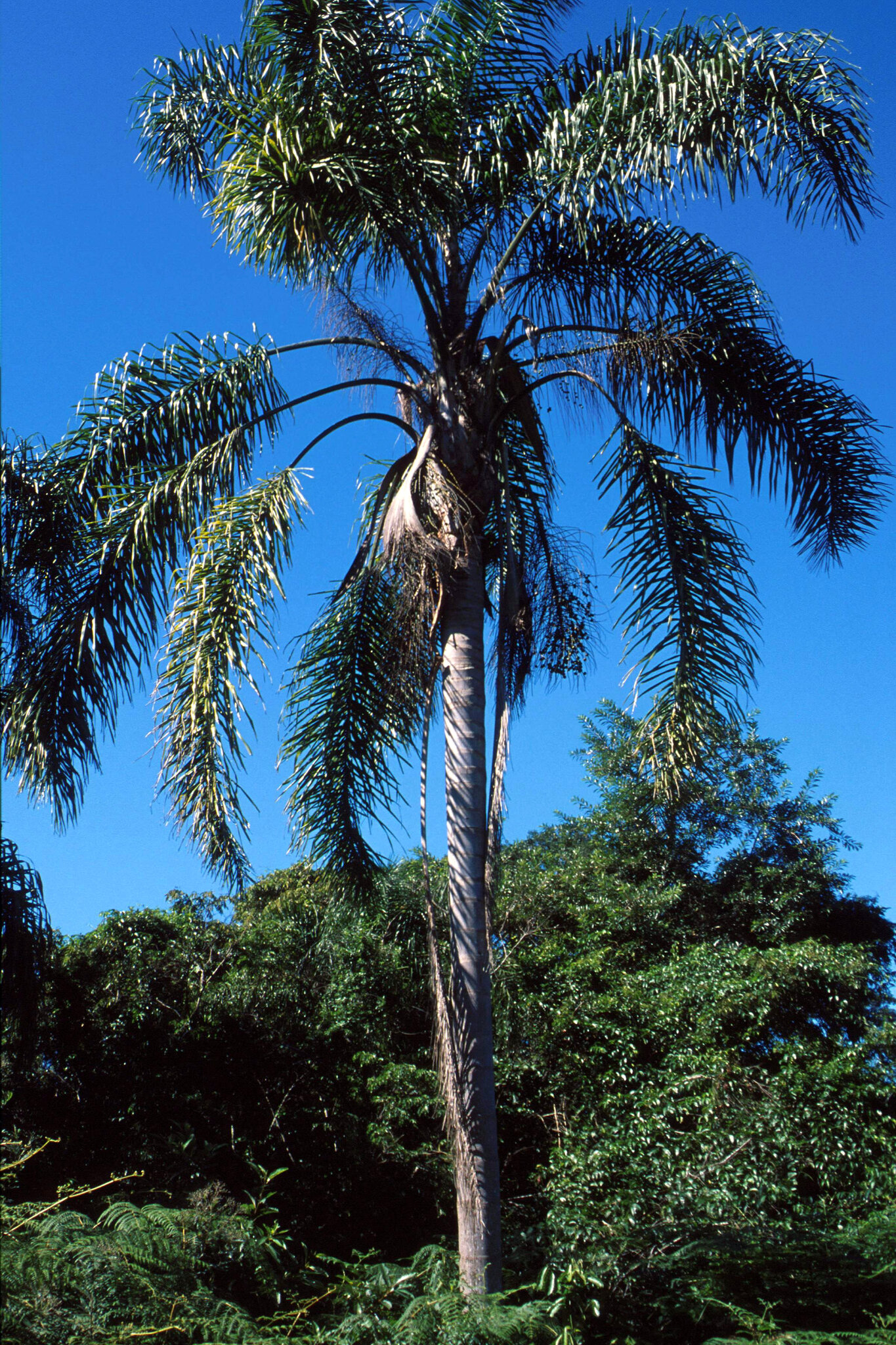 Syagrus romanzoffiana