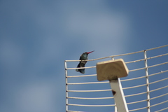 Cynanthus latirostris