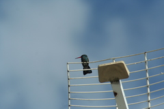 Cynanthus latirostris