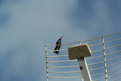 Cynanthus latirostris