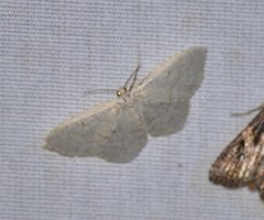 Acratodes suavata