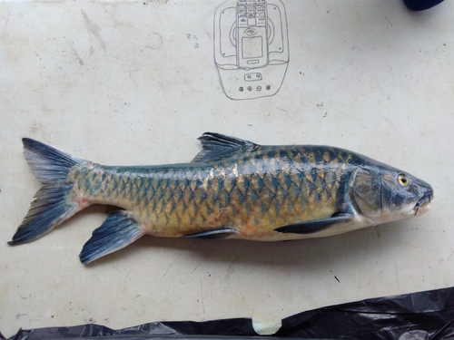 Compinie's yellowfish (Labeobarbus compiniei) — Cyprinidae