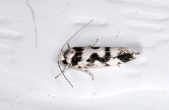 Lichenaula melanoleuca