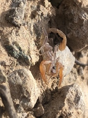 Smeringurus vachoni