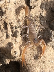 Smeringurus vachoni