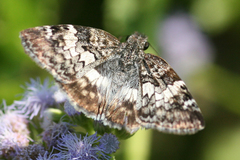 Chiomara