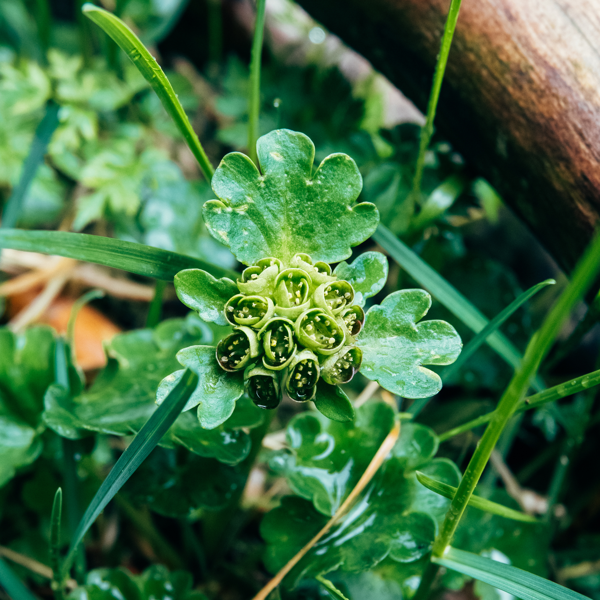 Imagem de Chrysosplenium nudicaule