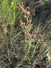Mirabilis melanotricha