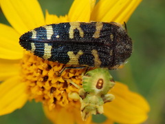 Acmaeodera macra