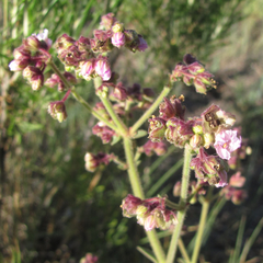 Mirabilis melanotricha