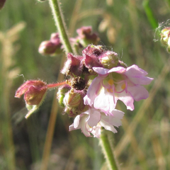 Mirabilis melanotricha