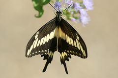 Papilio ornythion ornythion
