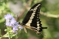 Papilio ornythion ornythion