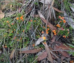Podolobium procumbens