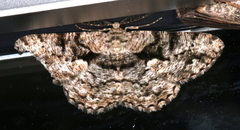 Hypomecis externaria