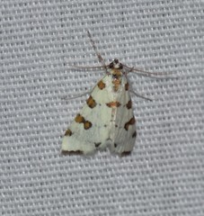 Conchylodes octonalis