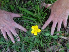 Ranunculus plebeius