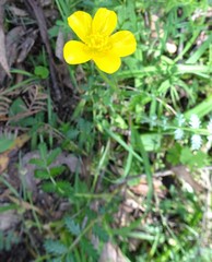 Ranunculus plebeius