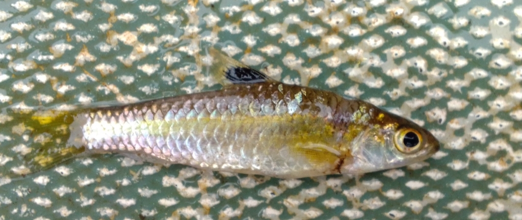 Brichard's barb (Enteromius brichardi) — Cyprinidae