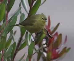 Leiothlypis celata lutescens