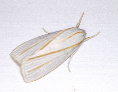 Cryptophasa flavolineata