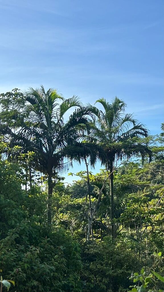 Pigafetta filaris (Pigafetta filaris)