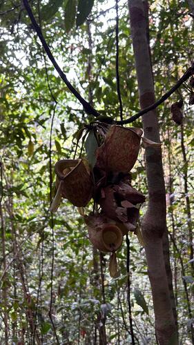 Nepenthes ampullaria