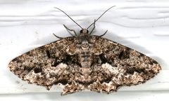 Hypomecis externaria