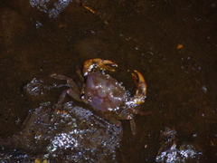 Parathelphusa valida